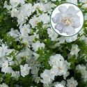 Afbeelding van Bacopa double p12 Double white